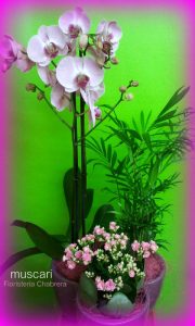 Cerámica con orquídea y plantas de interior