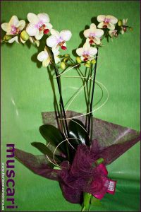 Planta de orquídea preparada regalo