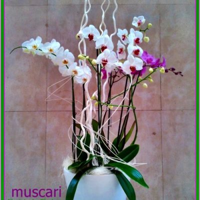 Composición con 3 plantas de orquídeas pharenopsis