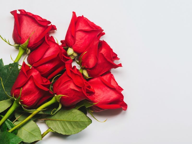 flores-romanticas-san-valentin-cita-rosas-rojas-castellon